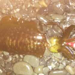 アオリイカ　釣れるけど小さいのばかり